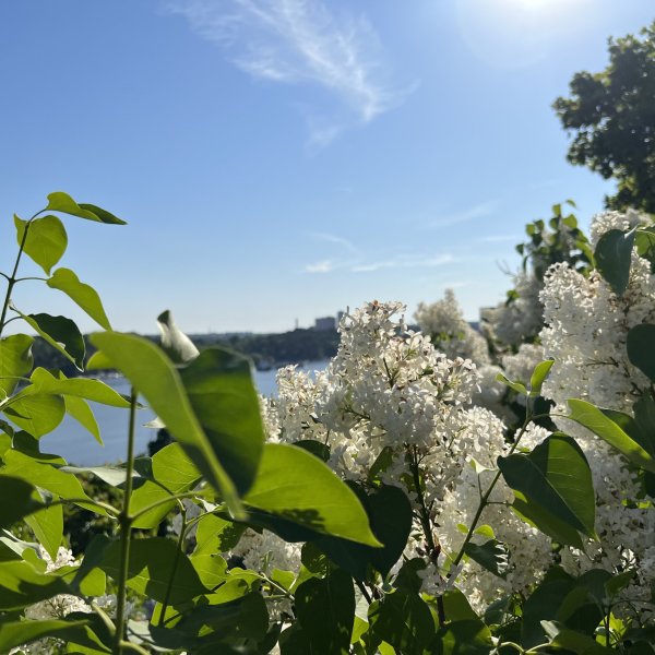 Sommar&ouml;ppettider i Tumba