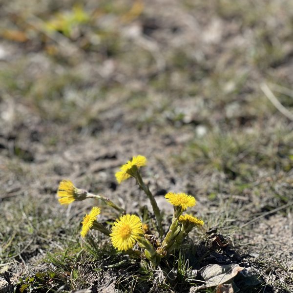 St&auml;ngt 1 maj