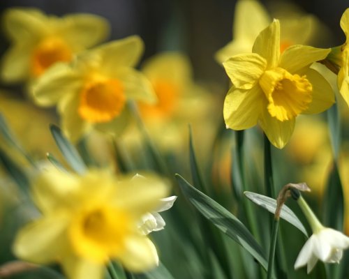 St&auml;ngt under p&aring;sken